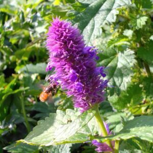 Agastache - (Agastache foeniculum)