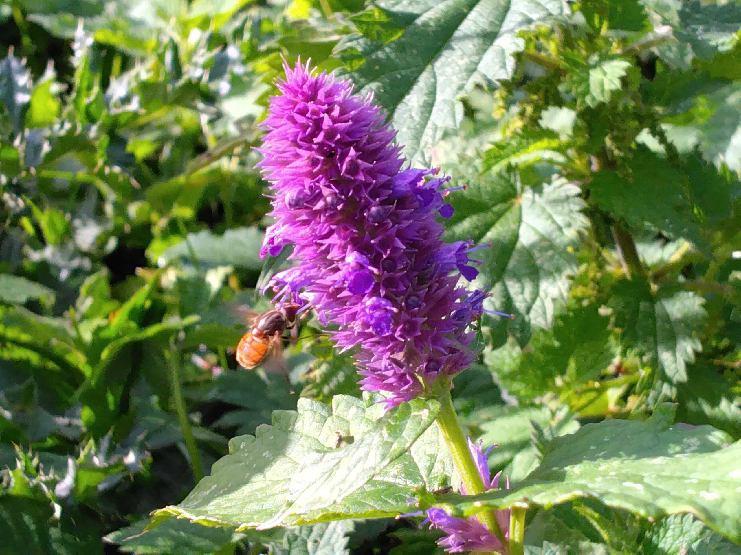 Agastache - (Agastache foeniculum)