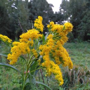La verge d'or du Canada - (Solidago canadensis)