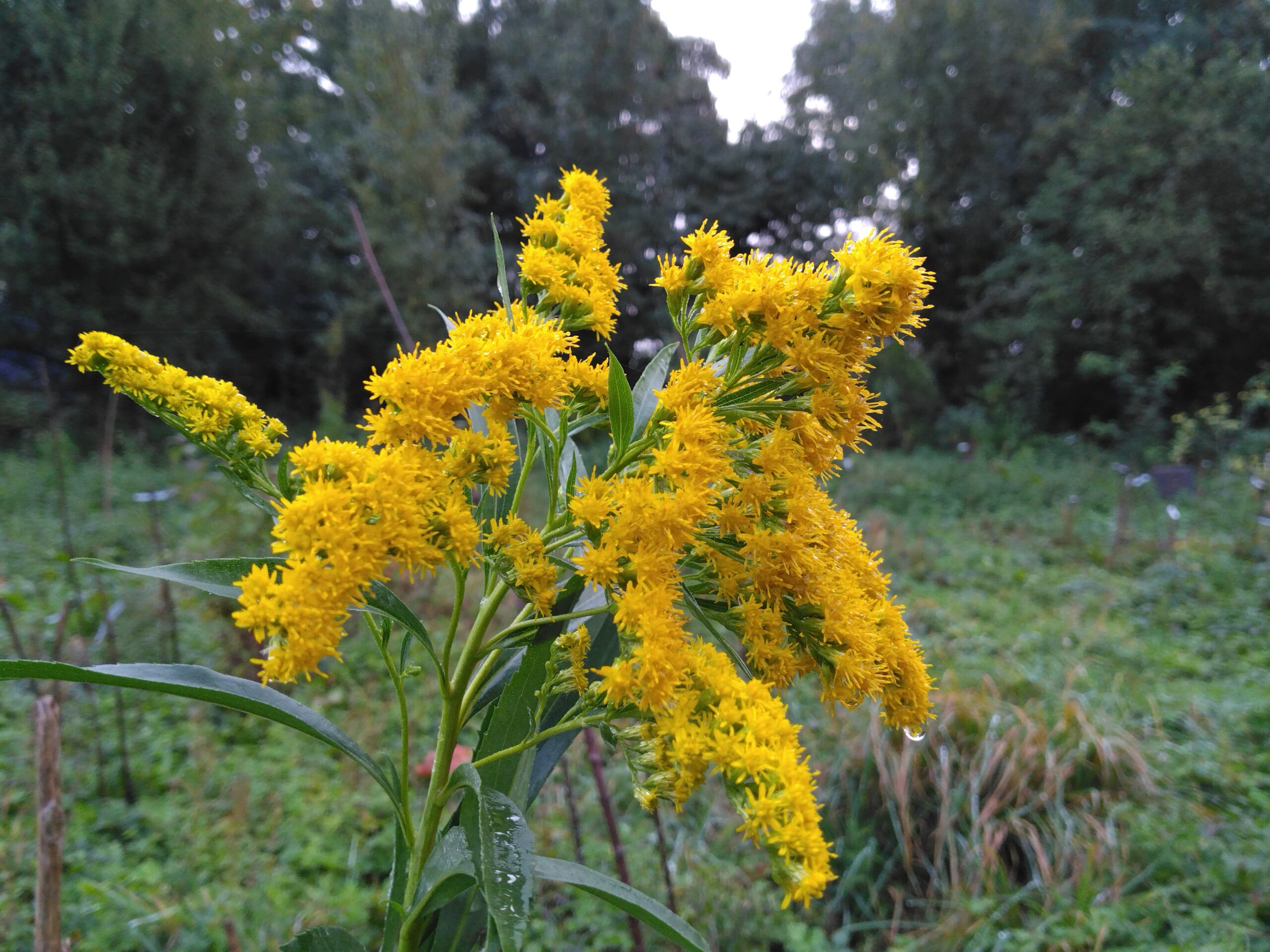 La verge d'or du Canada - (Solidago canadensis)