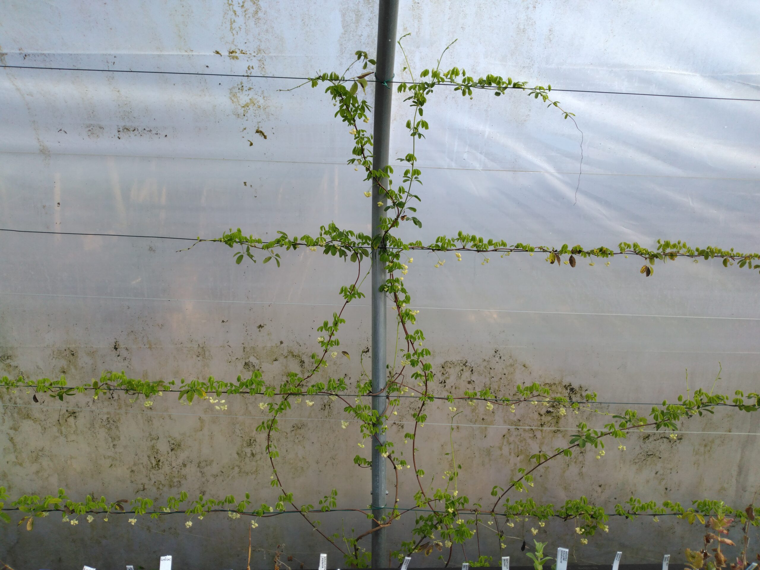 Akébie à cinq feuilles “Alba” – (Akebia quinata)