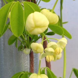 Akébie à cinq feuilles "Alba" - (Akebia quinata)