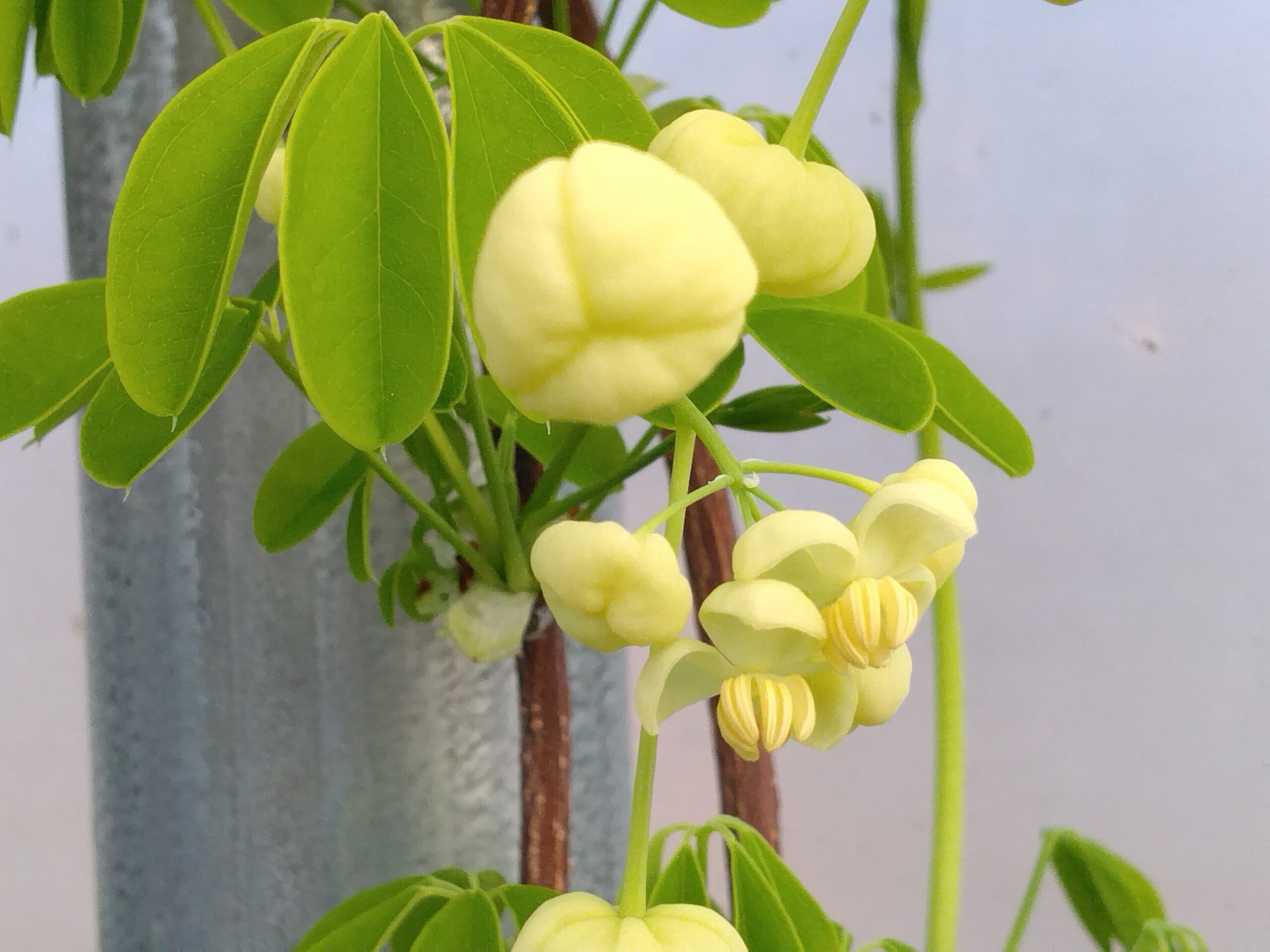 Akébie à cinq feuilles "Alba" - (Akebia quinata)