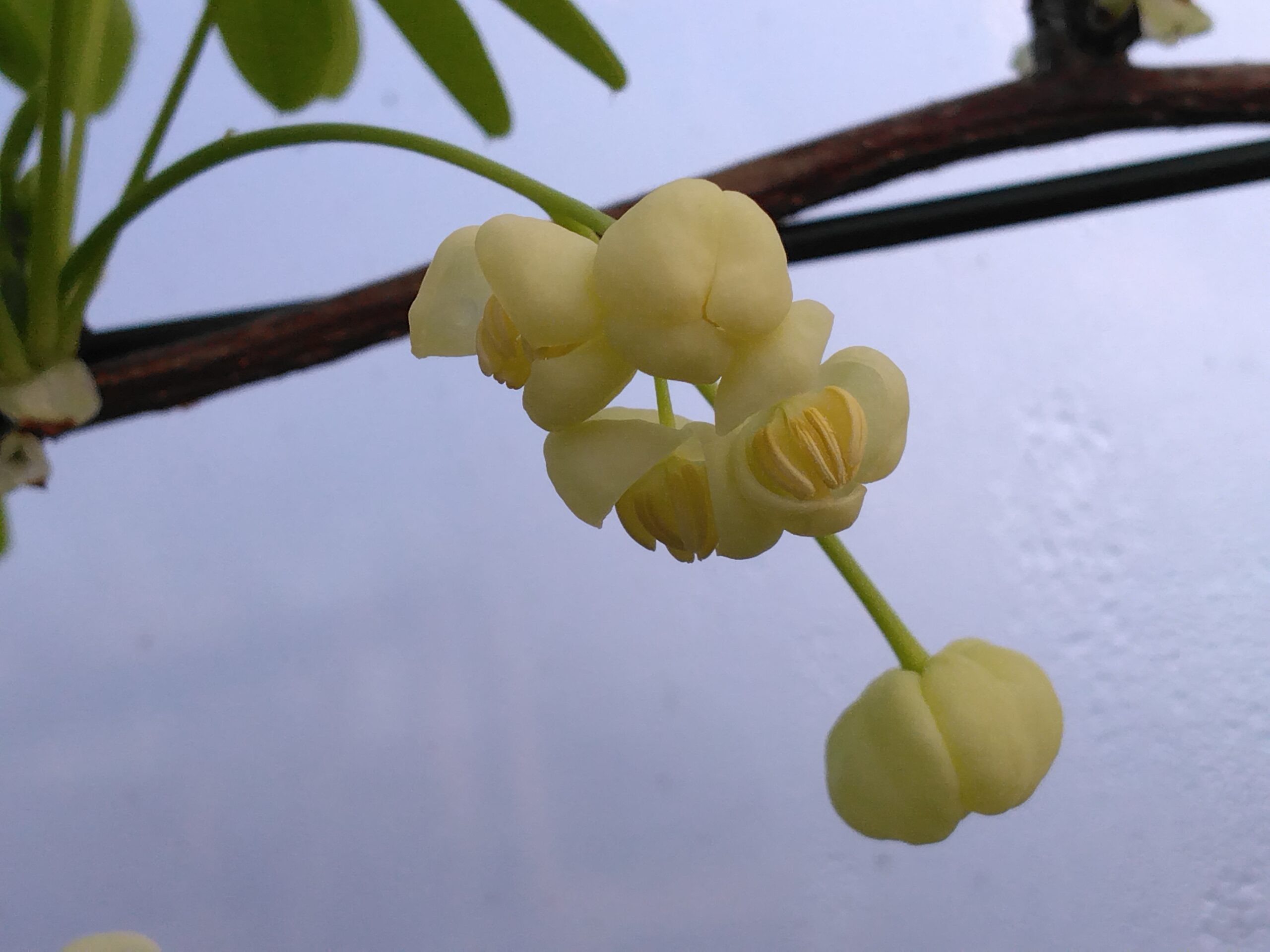 Akébie à cinq feuilles "Alba" - (Akebia quinata) – Image 3