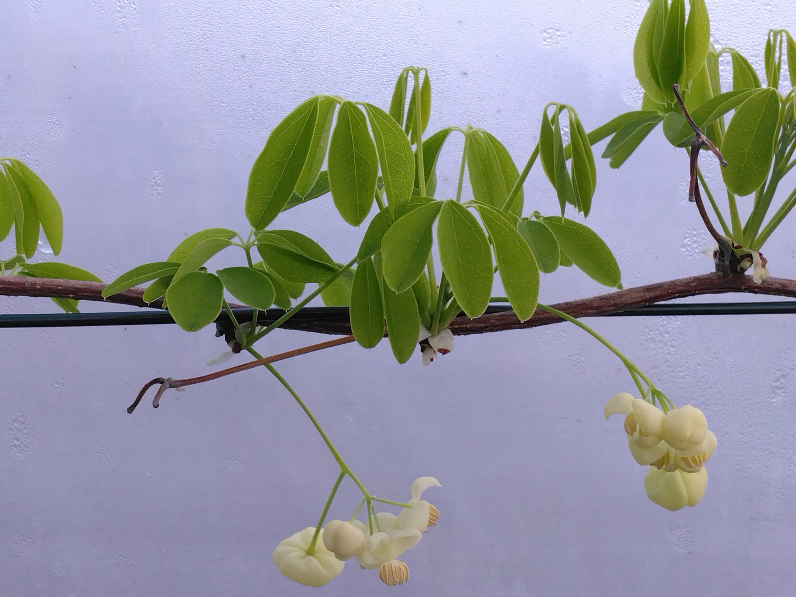 Akébie à cinq feuilles "Alba" - (Akebia quinata) – Image 4