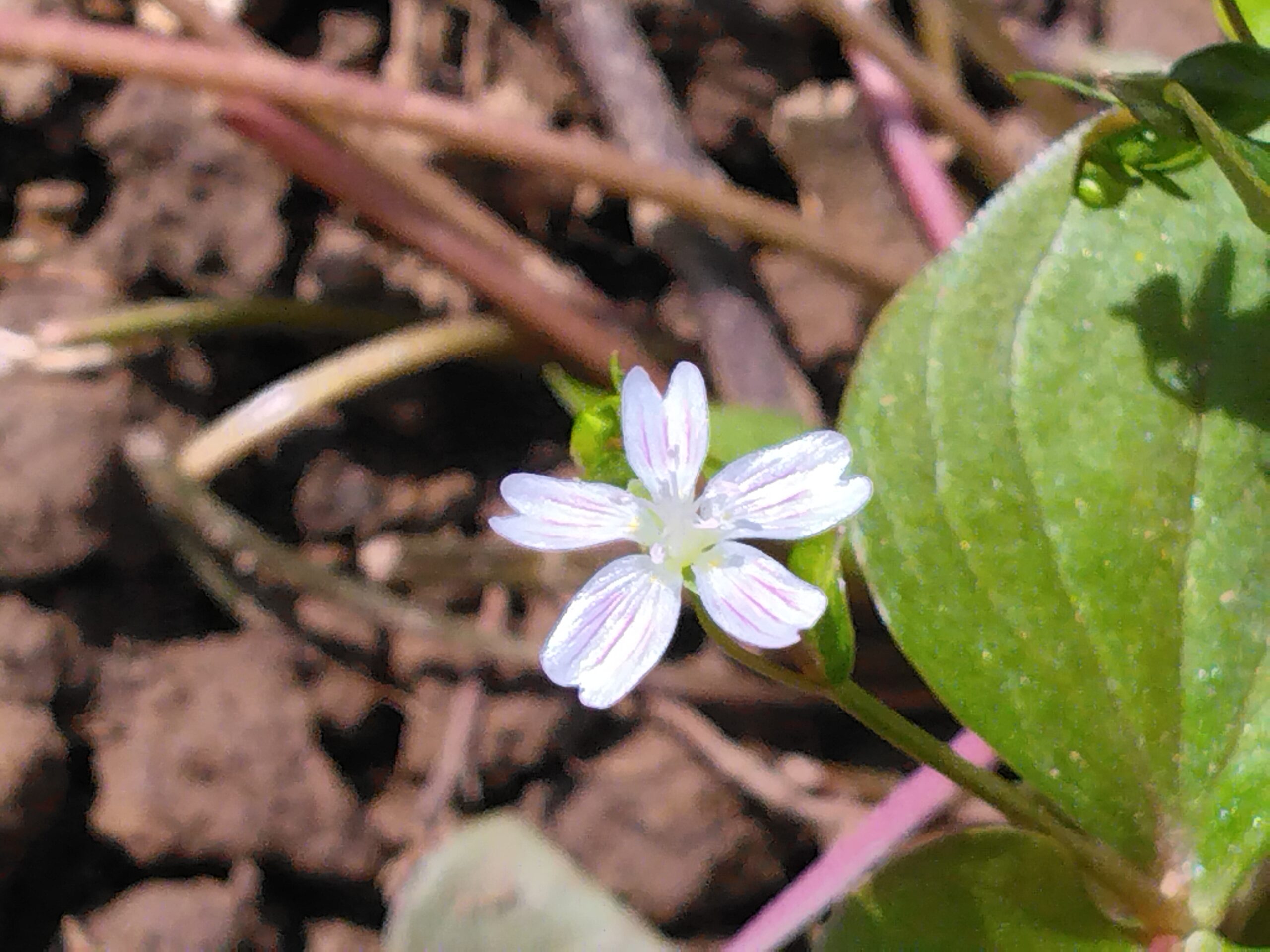 Clayton de Sibérie - (Claytonia siberica) – Image 3