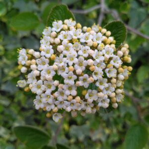 Viorne mancienne - (Viburnum lantana)