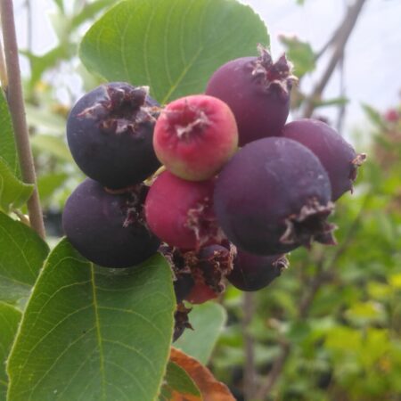 Amélanchier "Thiessen" - (Amelanchier alnifolia)
