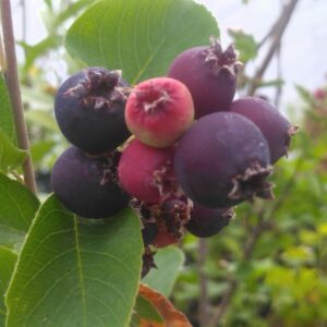 Amélanchier "Thiessen" - (Amelanchier alnifolia)