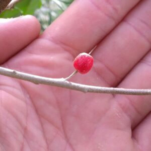 Chalef d'automne - (Elaeagnus umbellata)