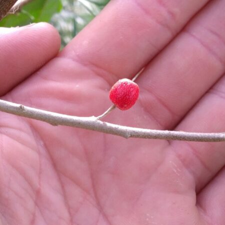 Chalef d'automne - (Elaeagnus umbellata)