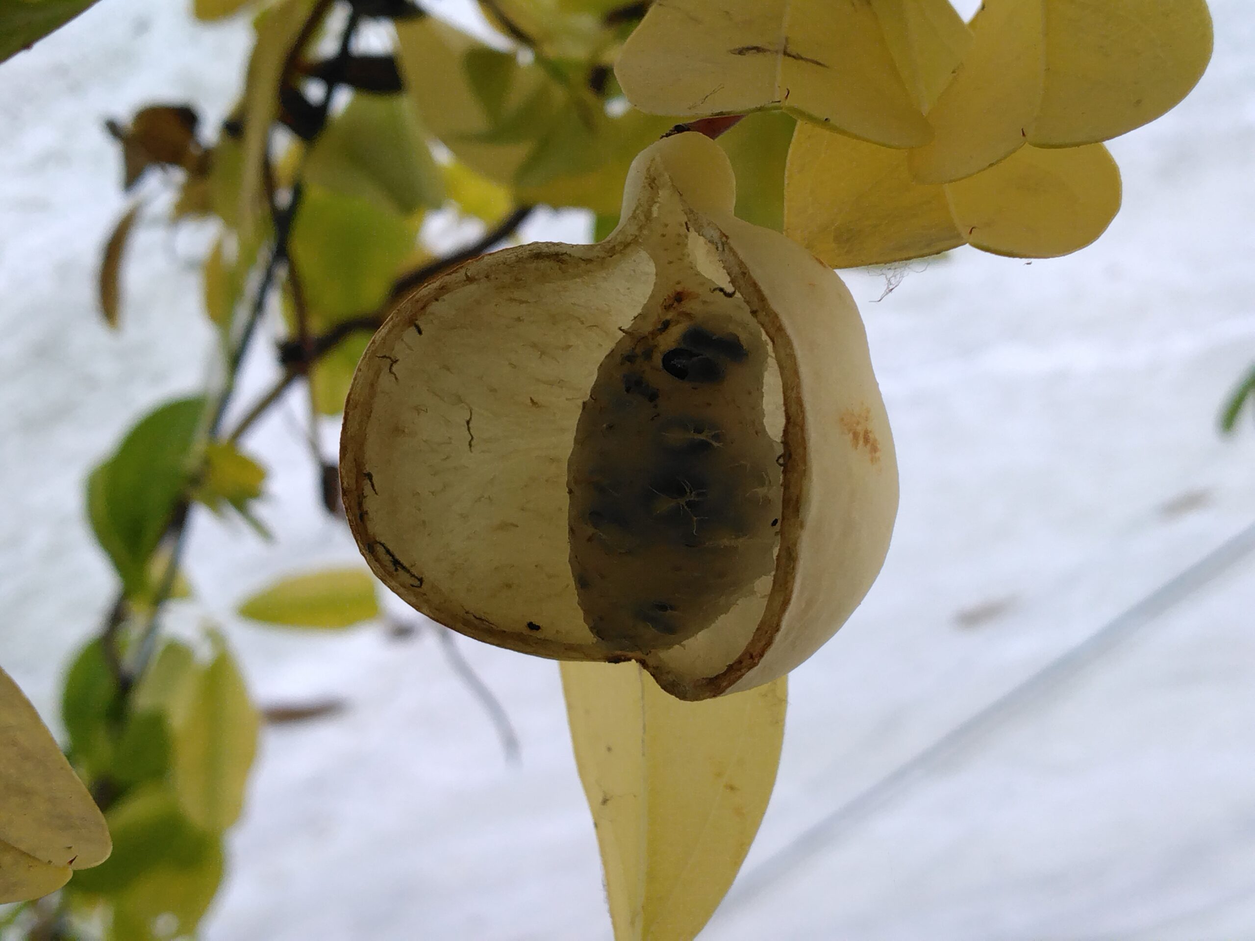 Akébie à cinq feuilles "Alba" - (Akebia quinata) – Image 5
