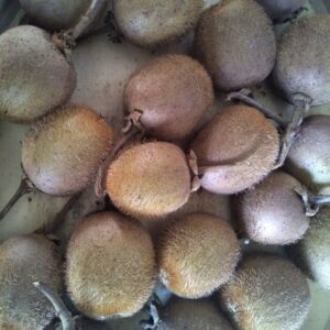 Kiwi "Hayward" - (Actinidia chinensis)