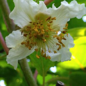 Kiwi "Tomuri" - (Actinidia chinensis)