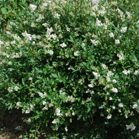 Troène d'Europe - (Ligustrum vulgare)