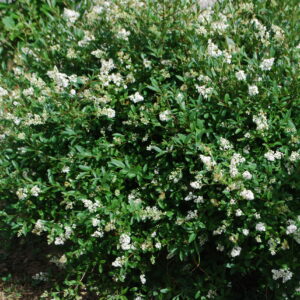 Troène d'Europe - (Ligustrum vulgare)
