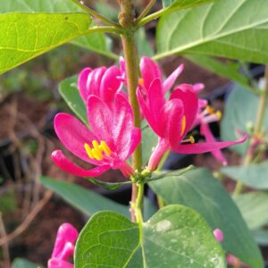 Chèvrefeuille de Tartarie	"Arnold Red" - (Lonicera tatarica)