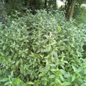 Menthe "Poivrée" - (Mentha x piperita)