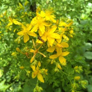 Millepertuis officinal - (Hypericum perforatum)