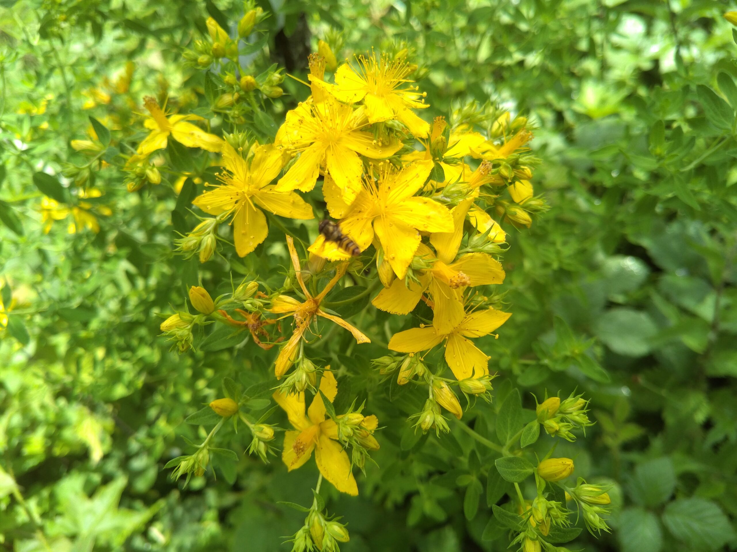 Millepertuis officinal - (Hypericum perforatum)