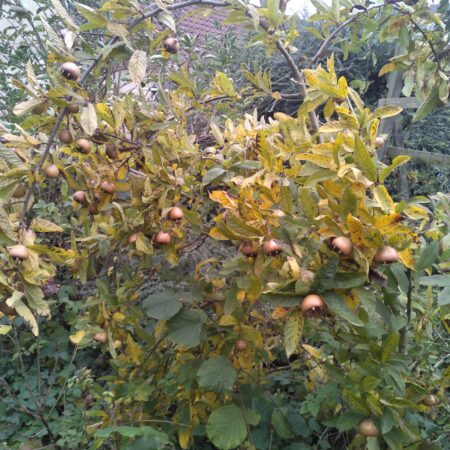 Néfliers d'Allemagne