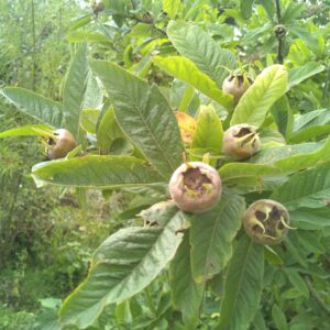 Néflier d'Allemagne "Westerveld" - (Mespilus germanica)