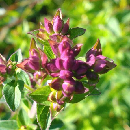 Origan - (Origanum vulgare)