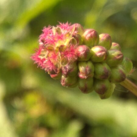 Petite Pimprenelle - (Sanguisorba minor)
