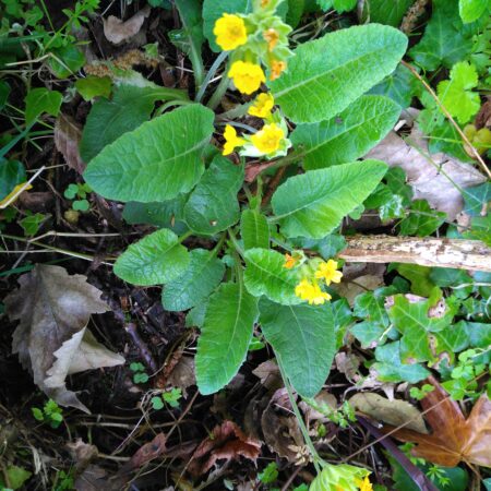 Primevère officinale- (Primula veris)