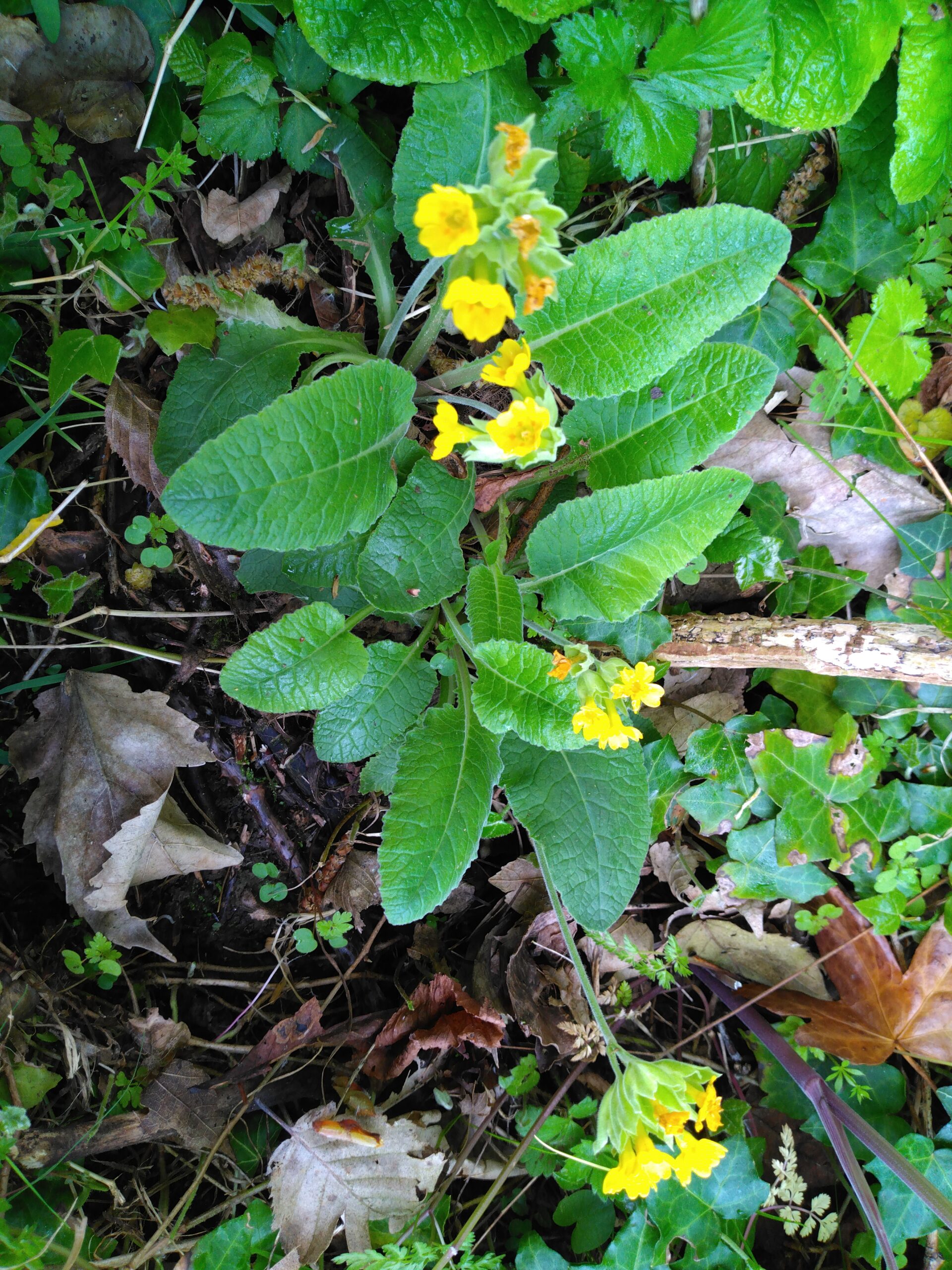 Primevère officinale- (Primula veris)