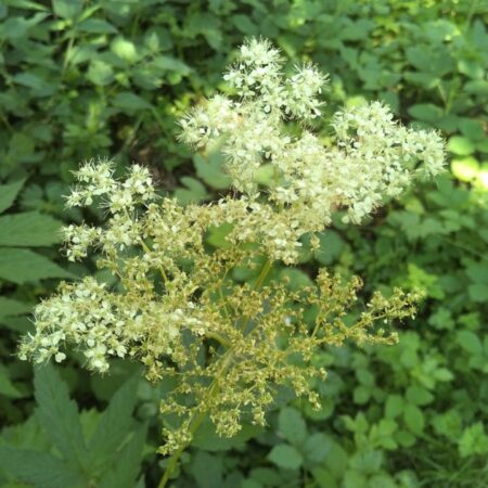 Reine des prés- (Filipendula ulmaria)
