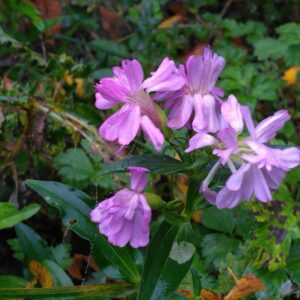 Saponaire officinale "Rosea plena" - (Saponaria officinalis)