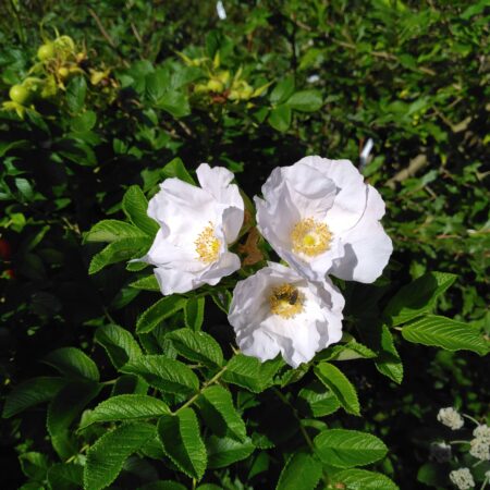 Rosier rugueux du Japon "Alba" - (Rosa rugosa)
