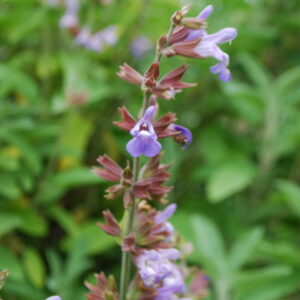 Sauge officinale - (Salvia officinalis)