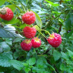 Framboisier "Scepter" - (Rubus idaeus)