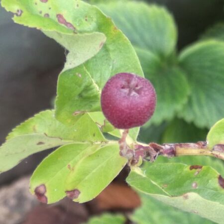 Sorbier Likjormaja - (Sorbus aucuparia x aronia melanocarpa)