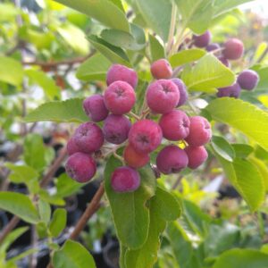 Sorbier Burka - (Sorbus aucuparia x Sorbaronia alpina)