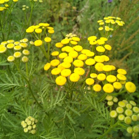 Tanaisie - (Tanacetum vulgare)
