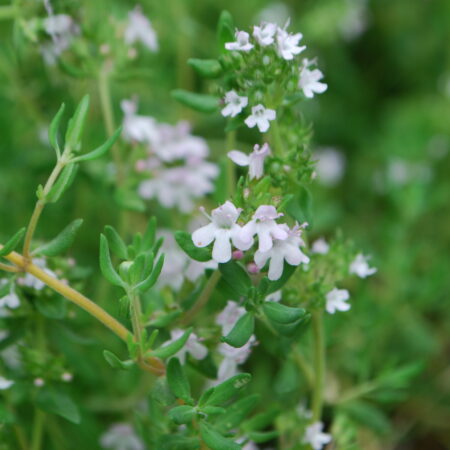 Thym d'hiver - (Thymus vulgaris)