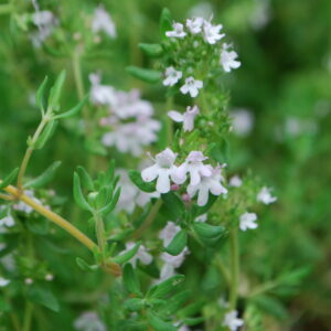 Thym d'hiver - (Thymus vulgaris)