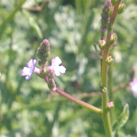 Vervaine officinale - (Verbena officinalis)