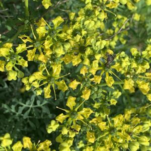 Rue - (Ruta graveolens)