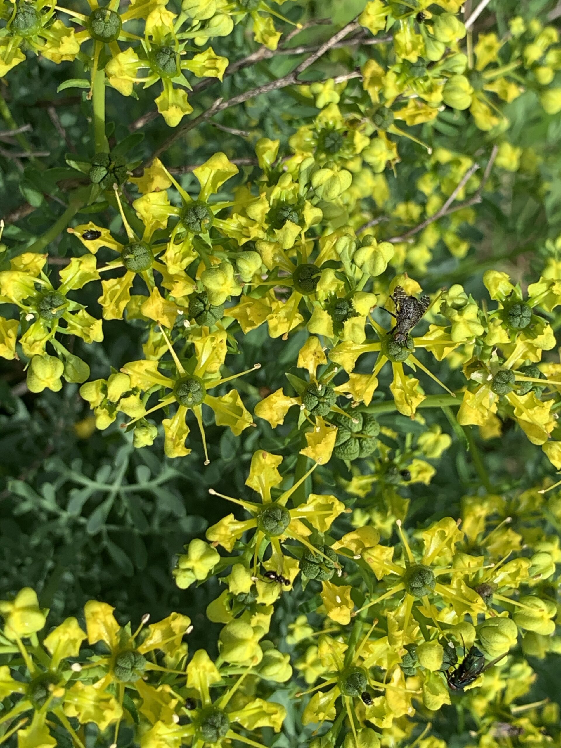 Rue - (Ruta graveolens)