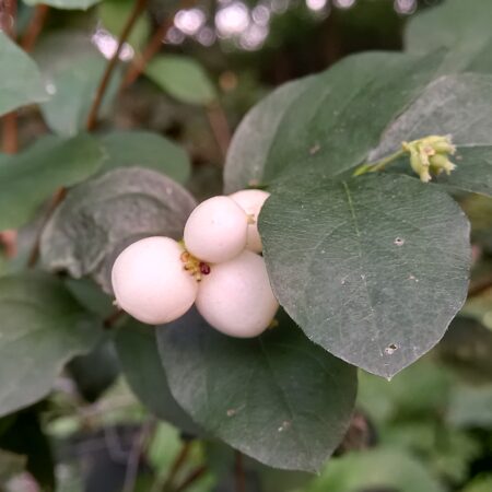 Baie de neige - (Symphoricarpos albus)