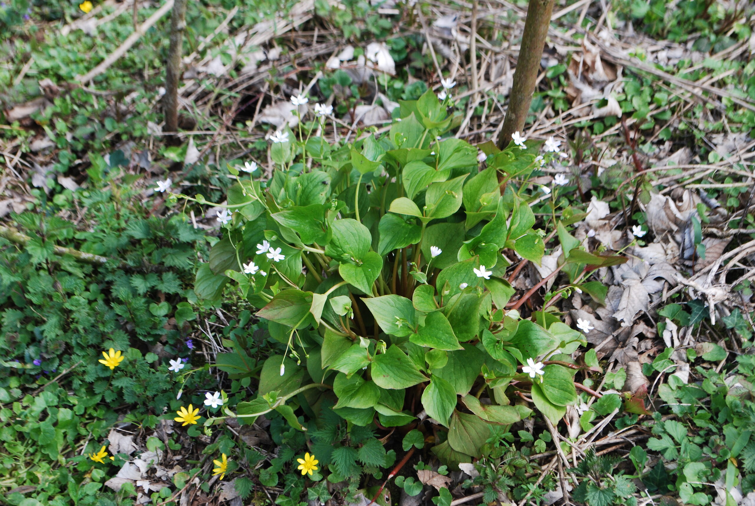 Clayton de Sibérie - (Claytonia siberica) – Image 2