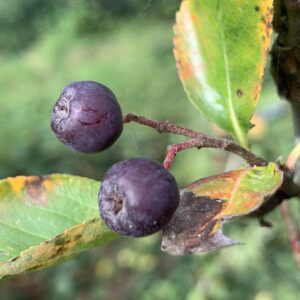 Sorbier Likjormaja - (Sorbus aucuparia x aronia melanocarpa)