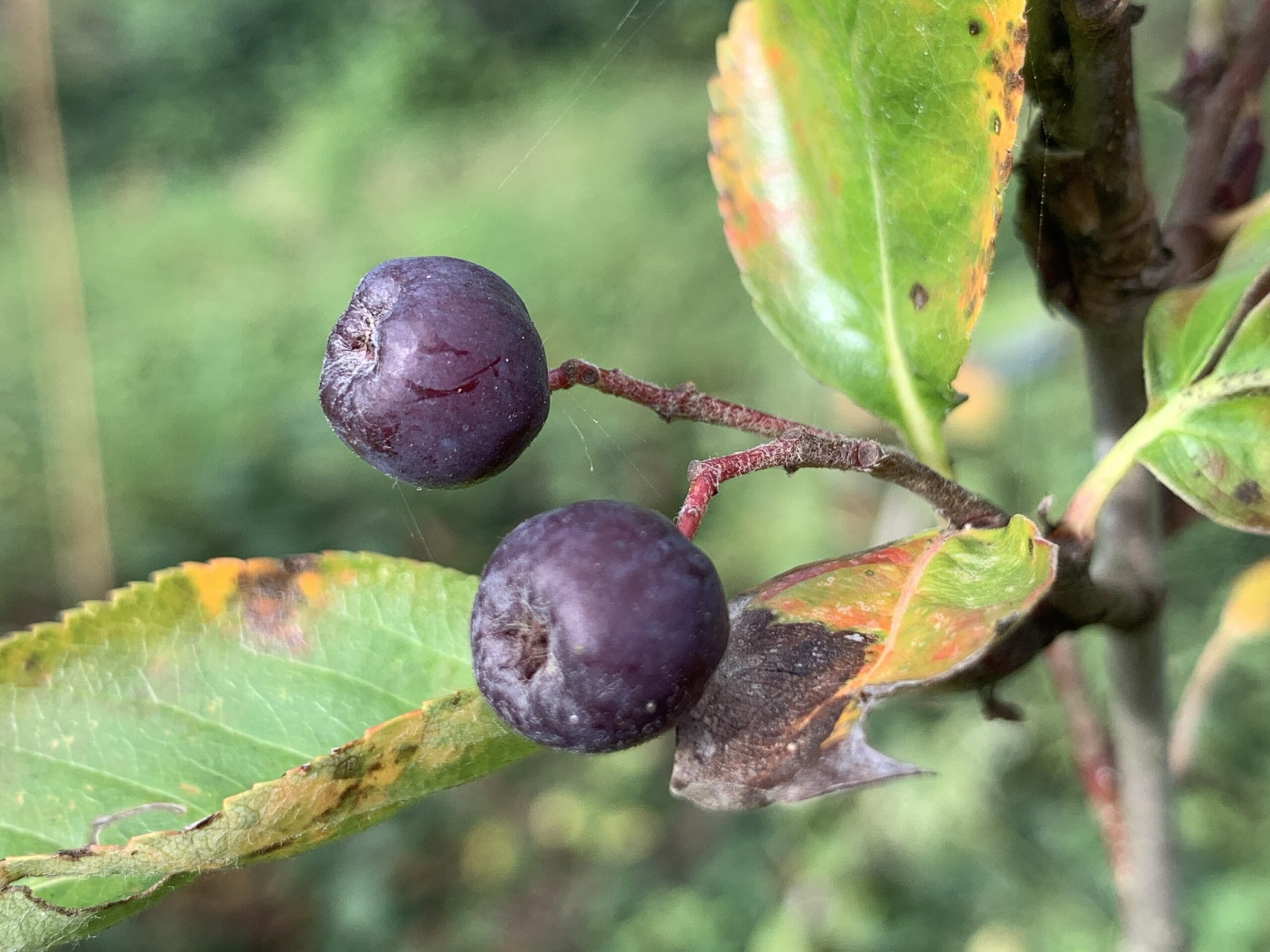 Sorbier Likjormaja - (Sorbus aucuparia x aronia melanocarpa)