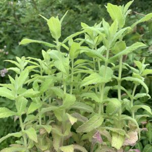 Menthe "Violette odorante" - (Mentha sp)