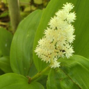 Faux sceau de Salomon - (Smilacina racemosa)