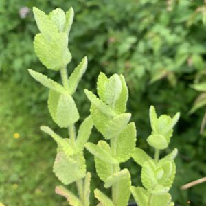 Menthe "Buddleia" - (Mentha longifolia)